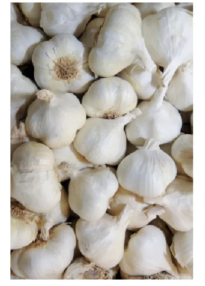 Fresh Garlic