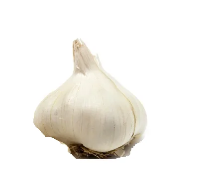Fresh Garlic