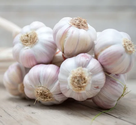 Fresh Garlic