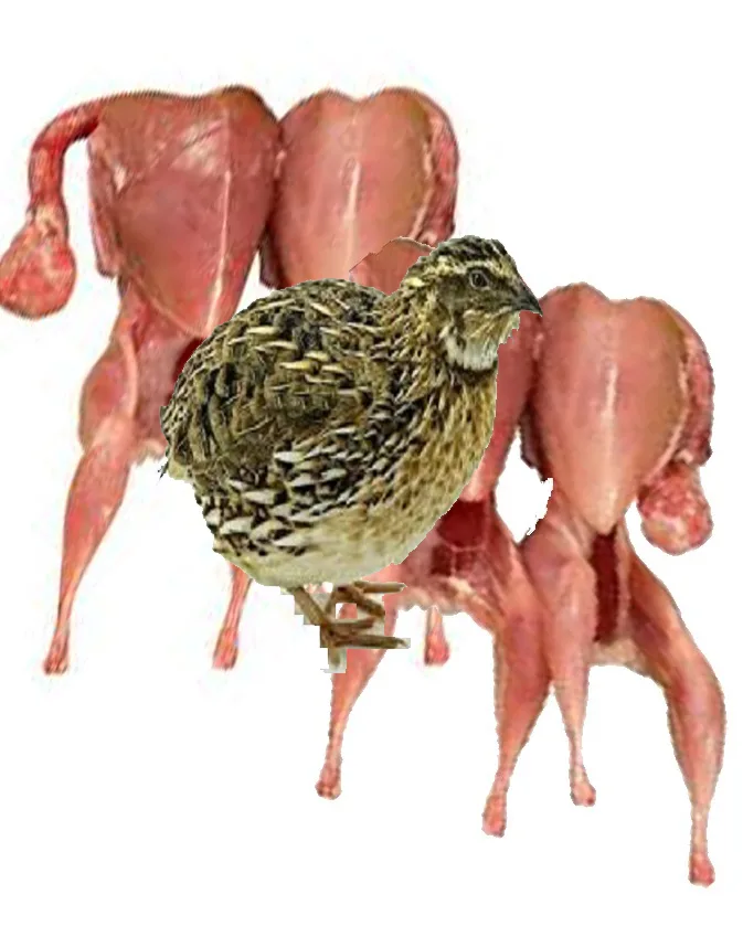 Koel, 4 pcs