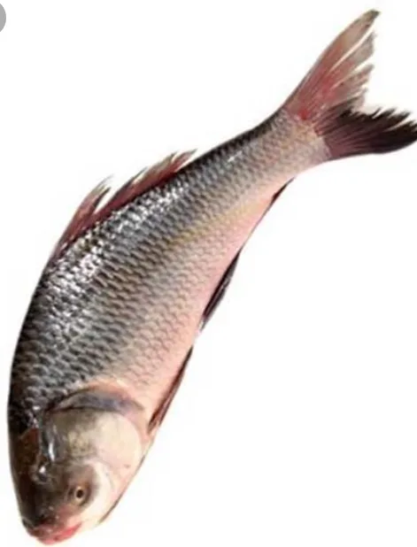 Catla fish, 1 kg