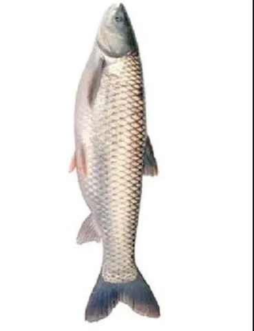 Mrigel Fish