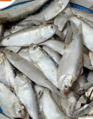 Chapila Mach, 1 kg
