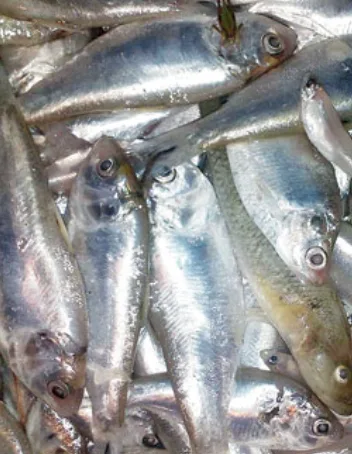 Desi Chapila Mach, 1 kg