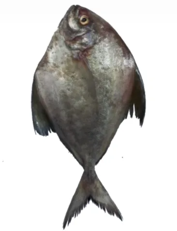 Black Pomfret, 1.6 kg