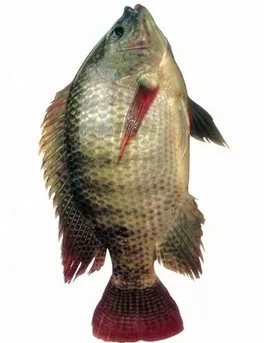 Desi Tilapia Fish-whole, 400 g