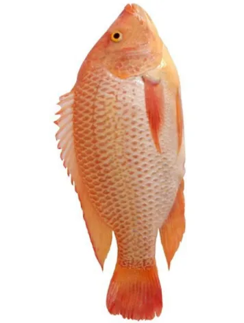 Red Tilapia Fish-whole, 600 g