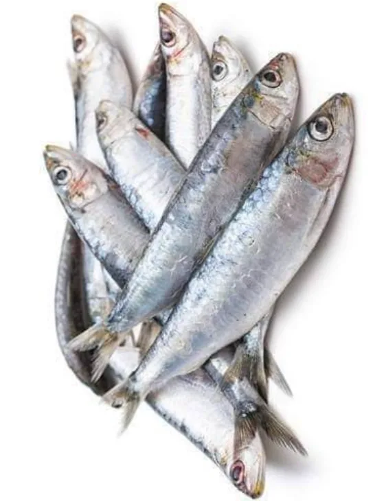 Sardine Fish, 1 kg