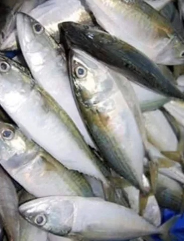 Indian Mackerel Fish, 1 kg