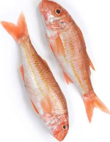 Red Eye Mullet Fish