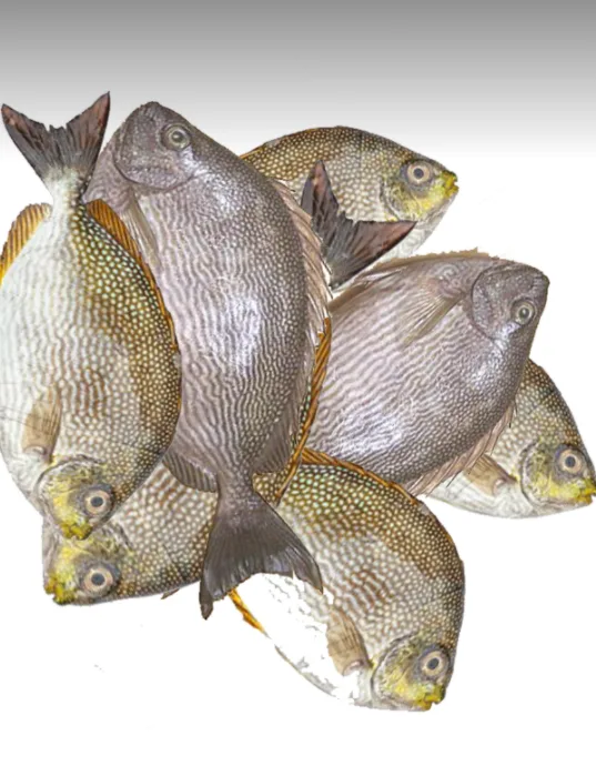 Desi Boro Chanda Mach, 1 kg