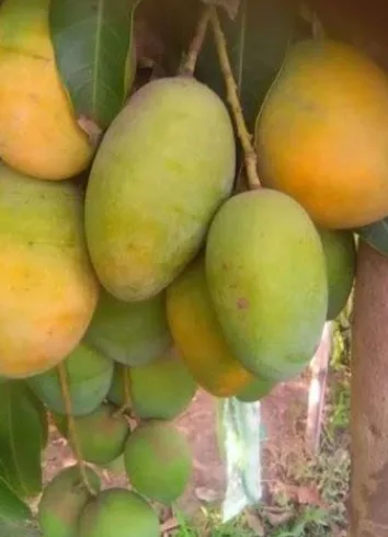 Desi Ripe Rupali, 1 kg