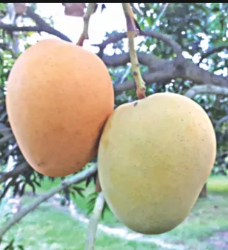 Desi Heemsagar Sweet Mango