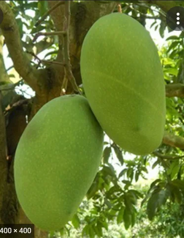Fazli Mango, 1 kg