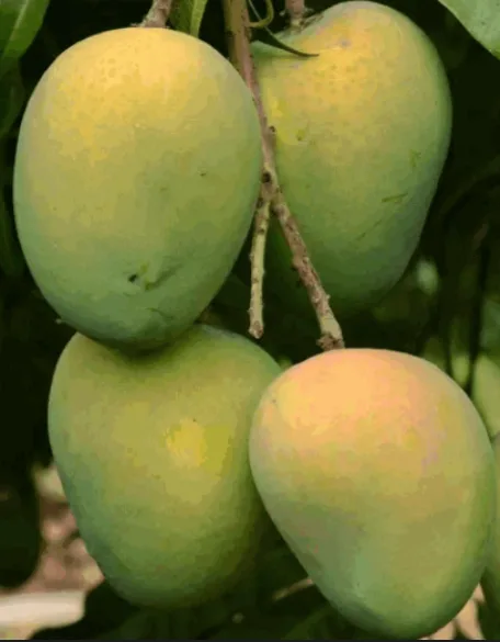 Desi Haribhanga Sweet Mango