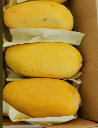 Honey Desi Mango, 1,2 kg