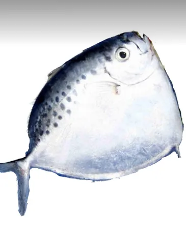Silver Moonfish round, 1000 g