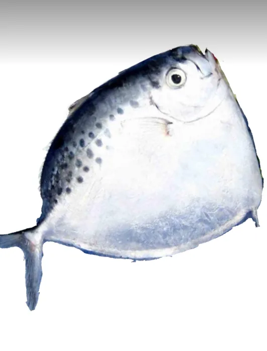 Silver Moonfish round, 1000 g