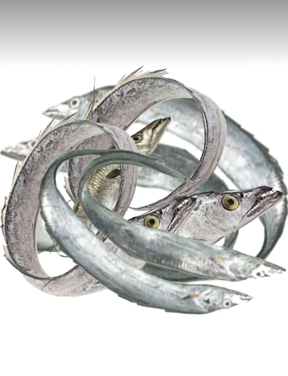 Ribbonfish Steak Pieces, 1000 g