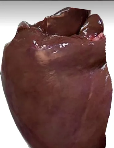 Ziegen/Lamm Leber, 0.5 kg