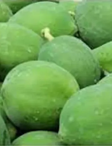 Fresh Green Papaya