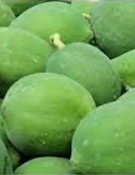 Fresh Green Papaya