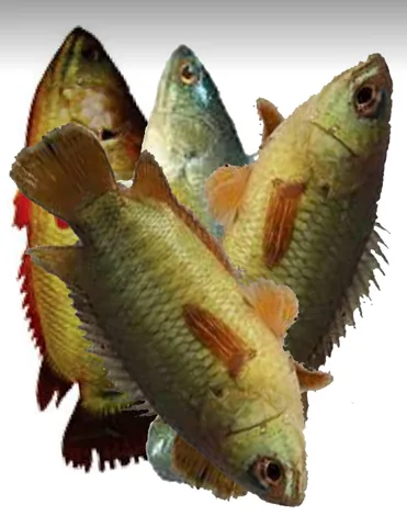 Koi fish(cleaned-block), 1 pkt