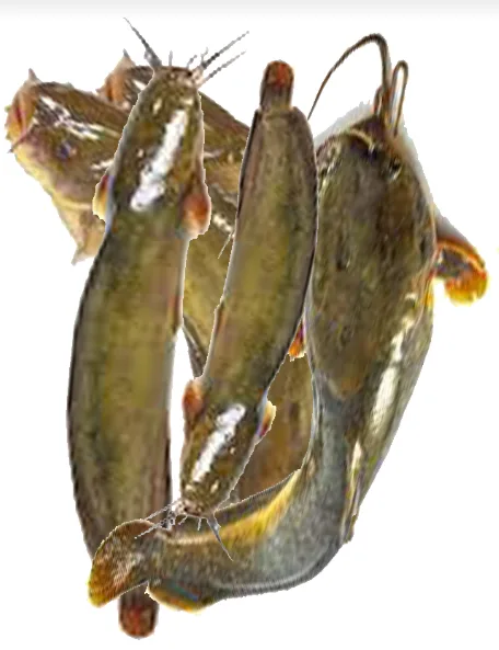 Yellow Catfish fish, 1 kg