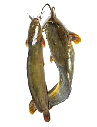 Yellow Catfish, 1 pcs