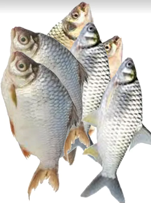 Shorputi Fish, 1 kg
