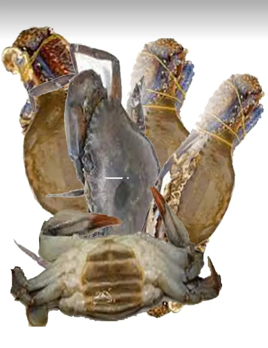 Softshell big Crabs (cleaned), 1 kg