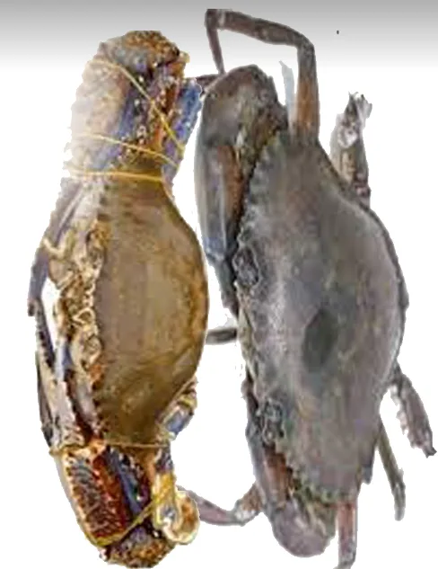 Softshell big Crabs (cleaned)-Whole, 1 kg