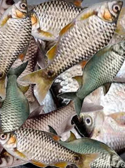 Desi boro Puti fish (cleaned), 1 kg