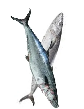 Kingfish whole, 350 g