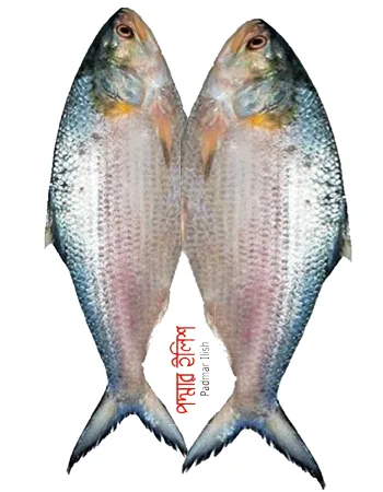 Hilsa Fish, 1 pcs
