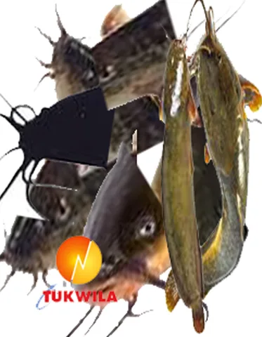 Catfish head fish Steak, 1 kg