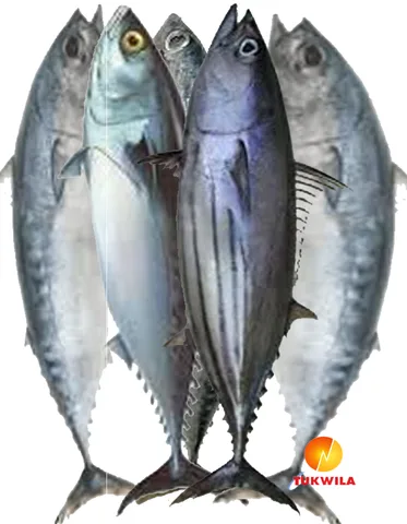 Bullet Tuna Fish-Steaks, 1 kg