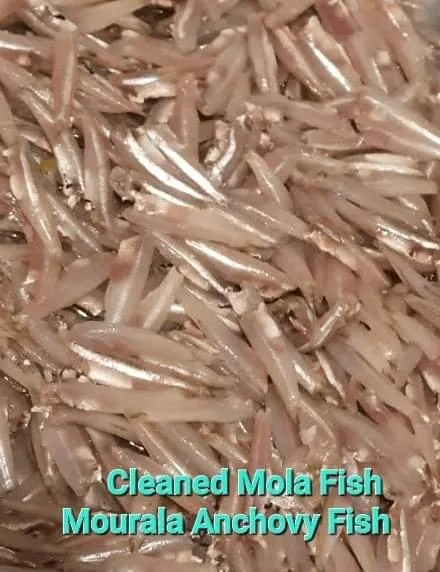 Mola Molla mach Fish (cleaned)-block Yellowtail mullet, 250 g