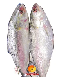 Hilsa Fish, 1 pcs