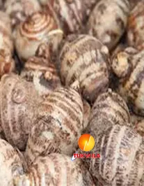 Fresh Arbi, 1 kg