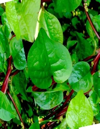 Fresh Desi Pui Poi Saag, 500 g