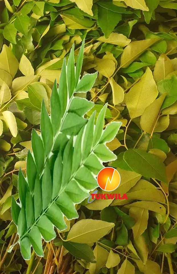 Fresh Curry Leaves, 1 pkt