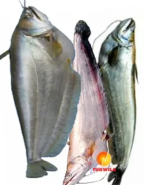 Boal Boyal Basa mach, 1 kg
