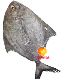 Black Pomfret, 1,2 kg