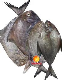 Black Pomfret, 1 kg