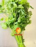 Fresh Dhania