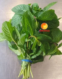 Fresh Pudina, 1 pcs