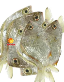 Uduvan fish, 1 kg
