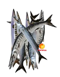 Barracuda Fish Fisch Cudas, 1 kg