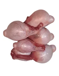 Ziegen Hoden, 0.5 kg